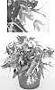 Begonia%20x%20tuberhybrida%20%27Innbolpink%27