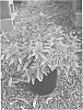 Caryopteris%20x%20incana%20%27LISAURA%27