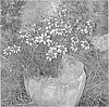 Coreopsis%20verticillata%20%27Route%2066%27