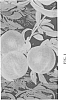 Prunus%20persica%20%27Juliepretty%27