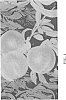Prunus%20persica%20%27Juliepretty%27
