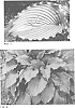 Hosta%20hybrid%20%28Tratt.%29%20%27Clovelly%27
