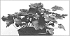 Heuchera%20hybrid%20%27Blackout%27