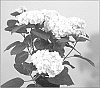 Hydrangea%20macrophylla%20%27Magical%20Pearl%27