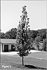 Quercus%20bicolor%20x%20Quercus%20robur%20%27Adeline%27