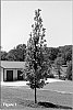 Quercus%20bicolor%20x%20Quercus%20robur%20%27Adeline%27