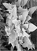 Ipomoea%20batatas%20L.%20Lam%20%27Seki%20Lim%27