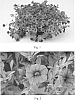 Calibrachoa%20sp.%20%27Sakcal097%27