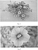 Calibrachoa%20sp.%20%27SAKCAL096%27