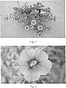 Calibrachoa%20sp.%20%27SAKCAL096%27