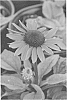 Echinacea%20purpurea%20%27Conevin%27