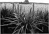 Liriope%20muscari%20%27LIRTP%27