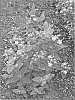Hypericum%20x%20inodorum%20%27Kolmawhi%27