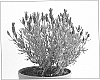 Lavandula%20stoechas%20%27Sanne%27