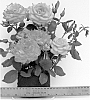 Rosa%20hybrida%20%27WEKdocpot%27