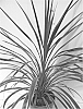 Cordyline%20australis%20%27Sunrise%27