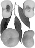 Prunus%20persica%20%27Sauzee%20Pride%27