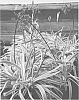 Agapanthus%20inapertus%20%27GOLD%20STRIKE%27
