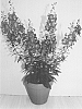 Angelonia%20hybrida%20%27Adedeblu%27