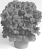 Pelargonium%20grandiflorum%20%27Regburg%27