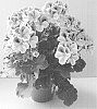 Pelargonium%20grandiflorum%20%27Regli%27