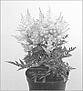 Astilbe%20arendsii%20x%20Astilbe%20japonica%20%27Verssilvery%20Pink%27