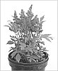 Astilbe%20arendsii%20x%20Astilbe%20japonica%20%27Fireberry%27