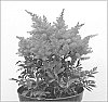Astilbe%20arendsii%20x%20Astilbe%20japonica%20%27Verscerise%27