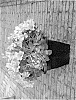 Kalanchoe%20blossfeldiana%20%27Don%20Darcio%27