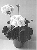Pelargonium%20x%20hortorum%20%27Pacsalpri%27