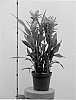Curcuma%20alismatifolia%20%27Curdjenna%27