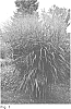 Panicum%20virgatum%20%27Thundercloud%27