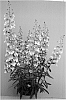 Angelonia%20hybrida%20%27Adebic%27