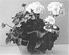 Pelargonium%20x%20hortorum%20%27Pacsalkom%27