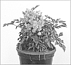 Astilbe%20arendsii%20x%20Astilbe%20japonica%20%27Sugarberry%27
