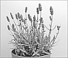 Lavandula%20lannatum%20x%20Lavandula%20angustifolia%20%27Silver%20Royalty%27