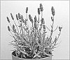 Lavandula%20lannatum%20x%20Lavandula%20angustifolia%20%27Silver%20Royalty%27