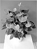 Anthurium%20andreanum%20%27Bardonta%27
