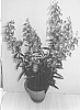 Angelonia%20hybrida%20%27Adeblu%27