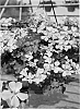 Pelargonium%20interspecific%20%27Cante%20Pinka%27