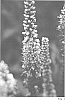 Veronica%20spicata%20%27Foxy%20Lady%27