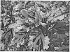 Solenostemon%20scutellarioides%20%27TRE%20RES%2008%27