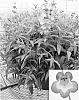 Penstemon%20hartwegii%20%27Peni%20Laver%27