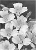 Alstroemeria%20hybrida%20%27Zalsadon%27