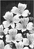 Alstroemeria%20hybrida%20%27Zalsalus%27