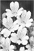 Alstroemeria%20hybrida%20%27Zalsafro%27