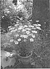 Coreopsis%20verticillata%20%27Golden%20Dream%27