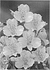 Alstroemeria%20hybrida%20%27Zalsamon%27