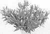 Gentiana%20makinoi%20%27Blue%20Magic%27