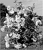 Hydrangea%20hybrid%20%27INH-HYD-6%27